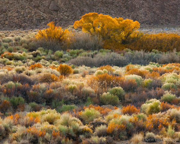 Landscape of scrub brush in foreground and trees in the background