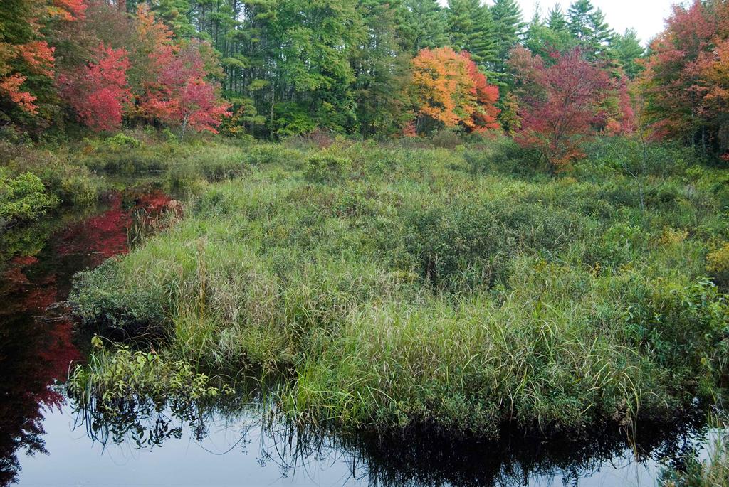 Image of wetland vegetation in fall (Sedge Fen)