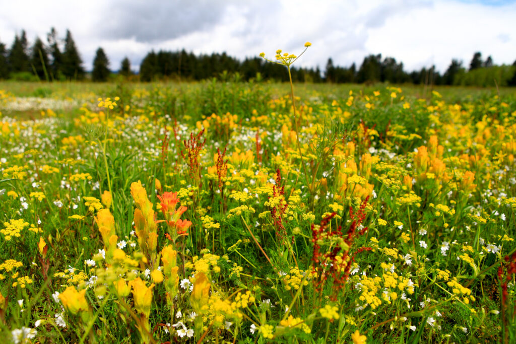 Field of yellow flowers