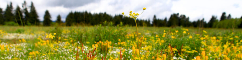 field of yellow flowers