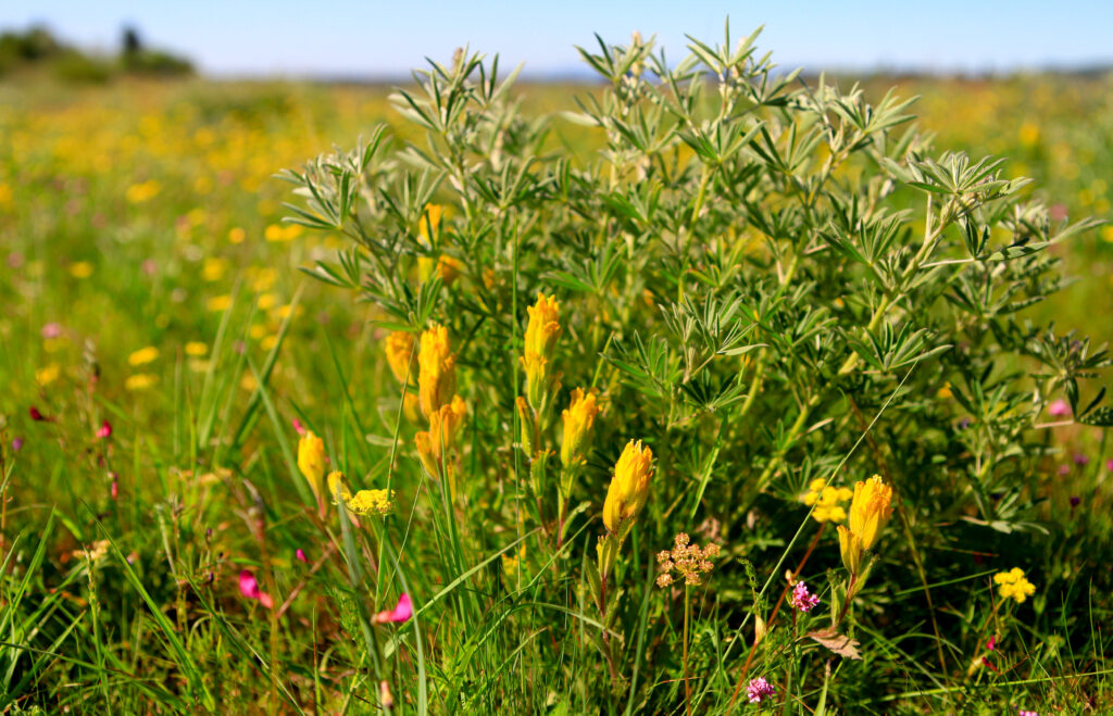 close up of yellow and purple flowers with a small bush