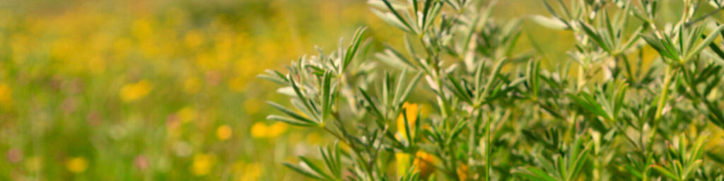 close up of yellow and purple flowers with a small bush