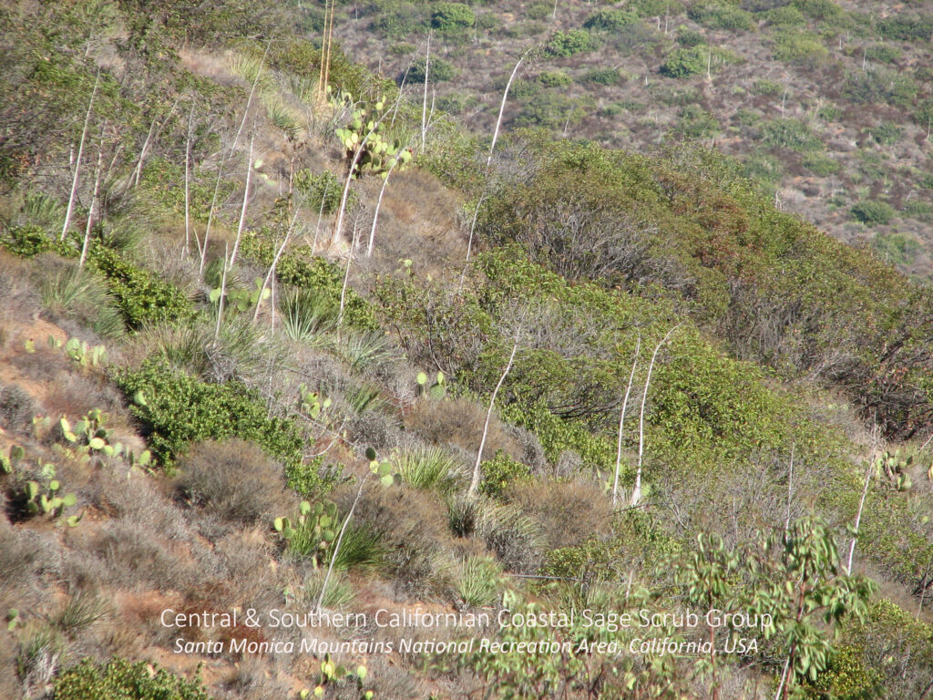 Central and Southern California Coastal Sage Scrub Group. Santa Monica Mountain National Recreation Area, California, USA.