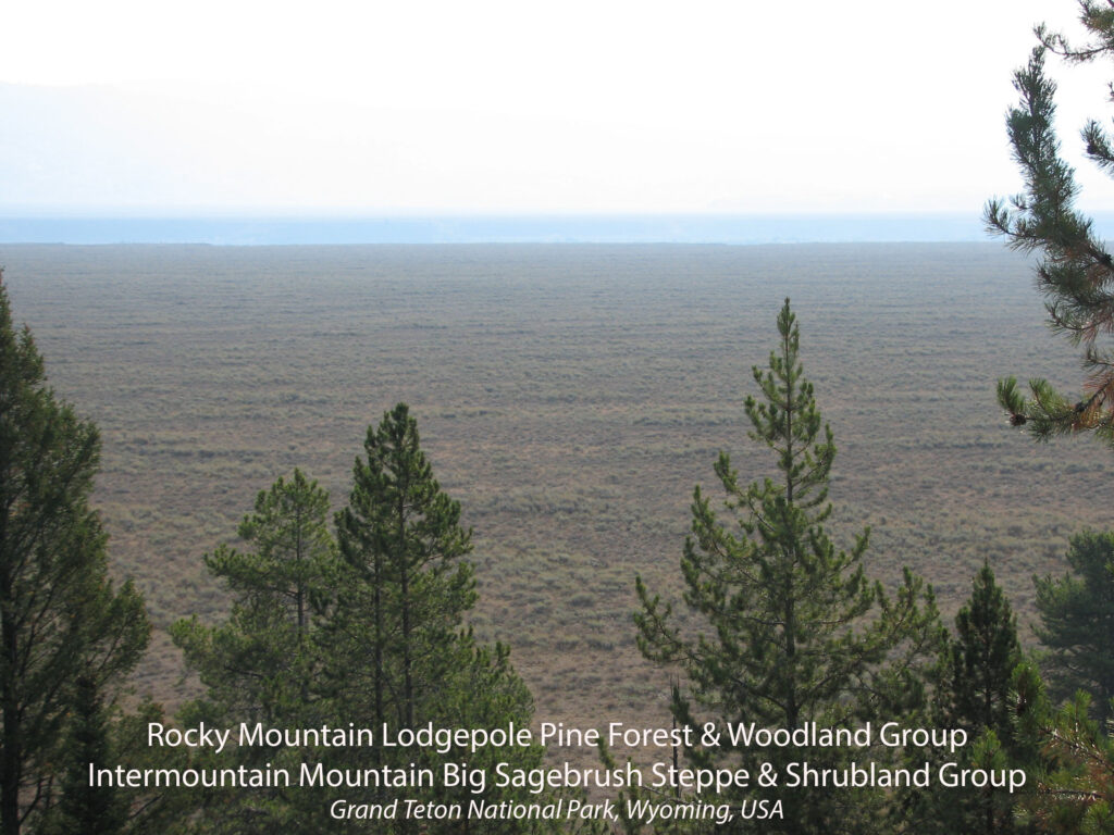 Rocky Mountain Lodgepole Pine Forest and Woodland Group. Intermountain Mountain Big Sagebrush Steppe and Shrubland Group. Grand Teton National Park, Wyoming, USA.