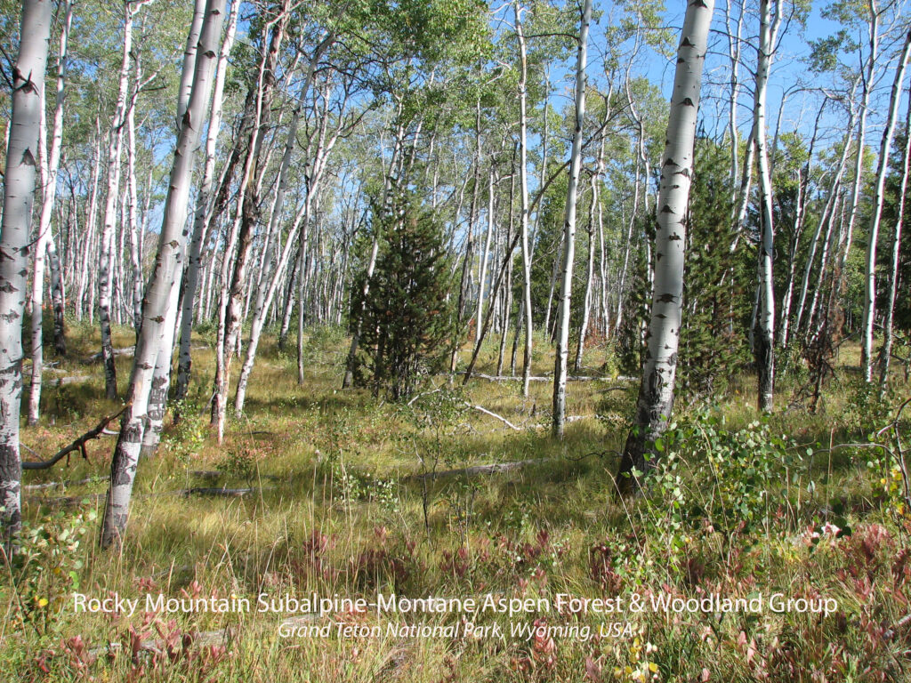 Rocky Mountain Subalpine-Montane Aspen Forest & Woodland Group. Grand Teton National Park, Wyoming, USA.