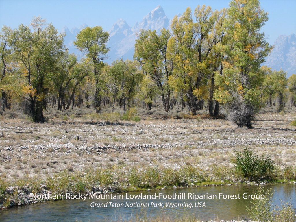 Northern Rocky Mountain Lowland-Foothill Riparian Forest Group. Grand Teton National Park, Wyoming, USA.