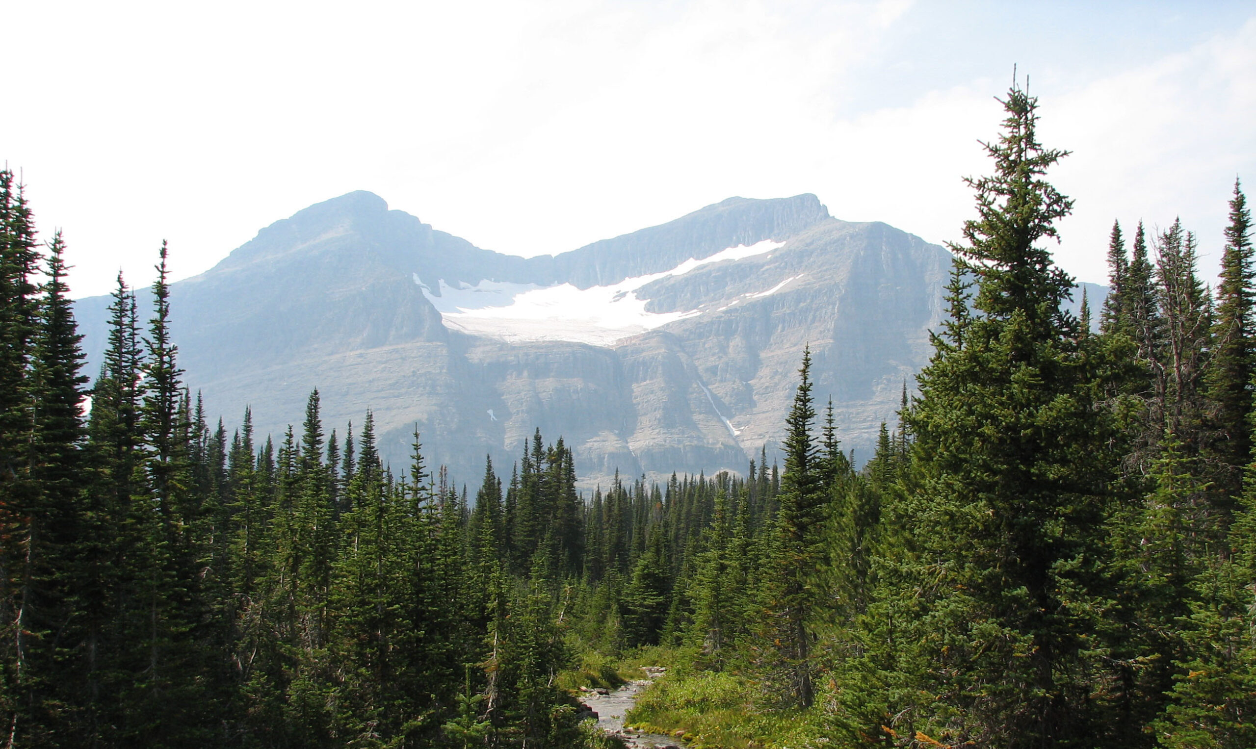 Rocky Mountain Subalpine Montane Aspen Forest & Woodland Group. Glacier National Park, Montana, USA.