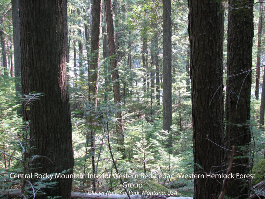 Central Rocky Mountain Interior Western Red cedar-Western Hemlock Forest Group. Glacier National Park, Montana, USA.