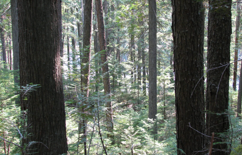 Central Rocky Mountain Interior Western Red cedar-Western Hemlock Forest Group. Glacier National Park, Montana, USA.