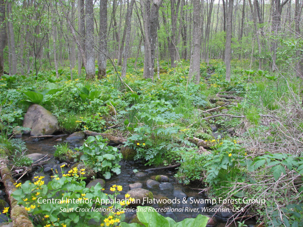 Central Interior-Applalachan Flatwoods and Swamp Forest Group. Saint Croix National Scenic and Recreational River, Wisconsin.