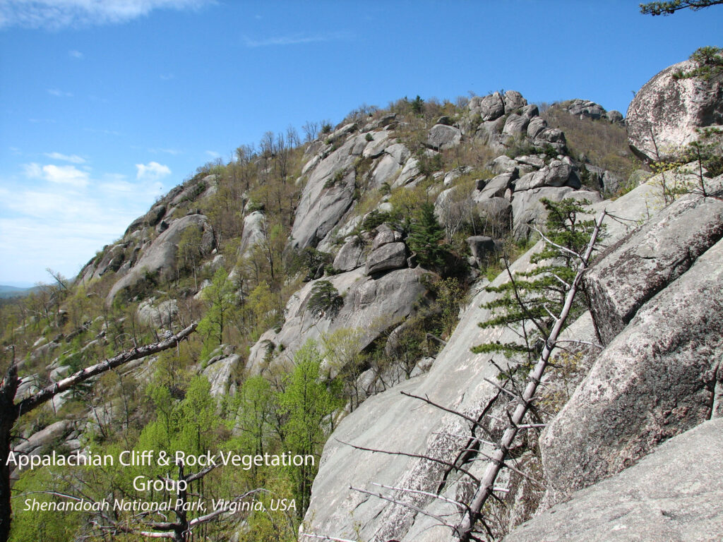 Appalachian Cliff and Rock Vegetation Group. Shenandoah National Park, Virginia, USA