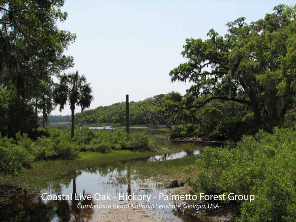 Coastal Live Oak-Hickory-Palmetto Forest Group. Cumberland Island National Seashore, Georgia, USA