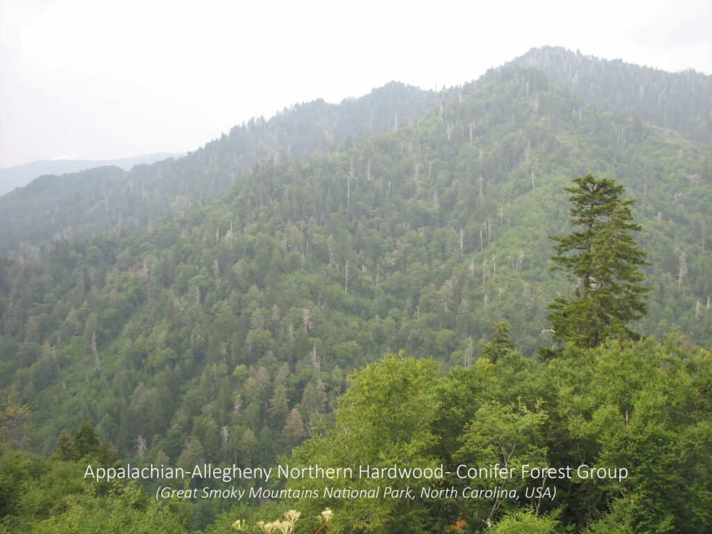 Appalachian-Allegheny Northern Harwood-Conifer Forest Group. Great Smoky Mountains National Park, North Carolina, USA.