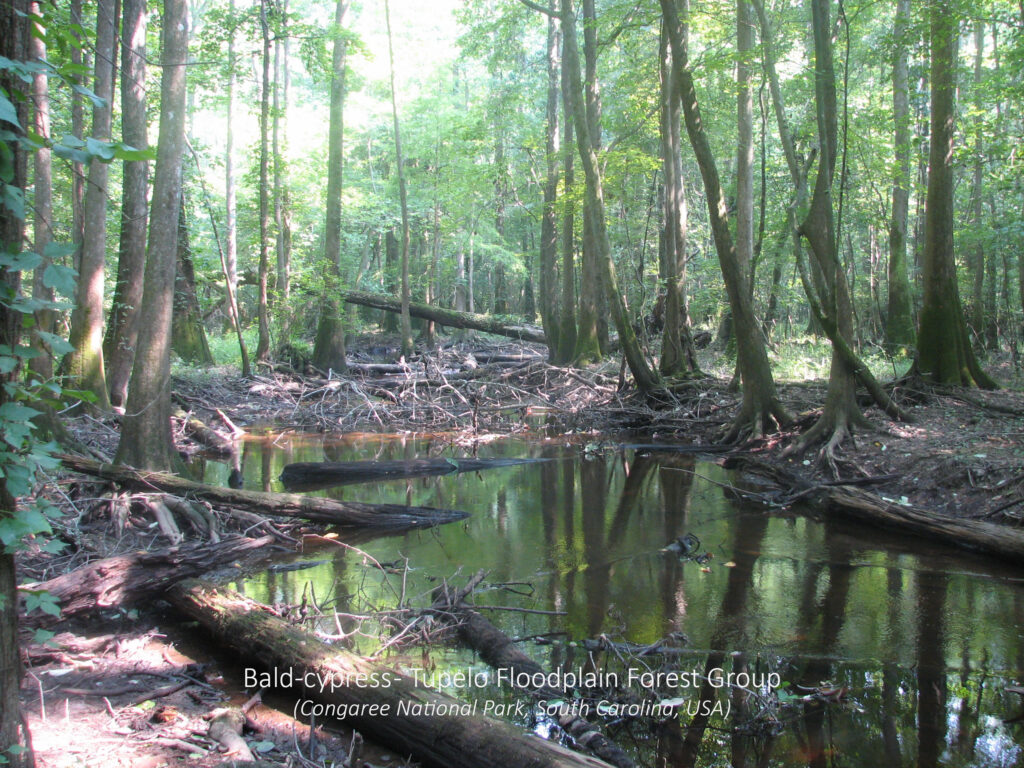 Bald-cypress-Tupelo Floodplain Forest Group. Congaree National Park, South Carolina, USA.