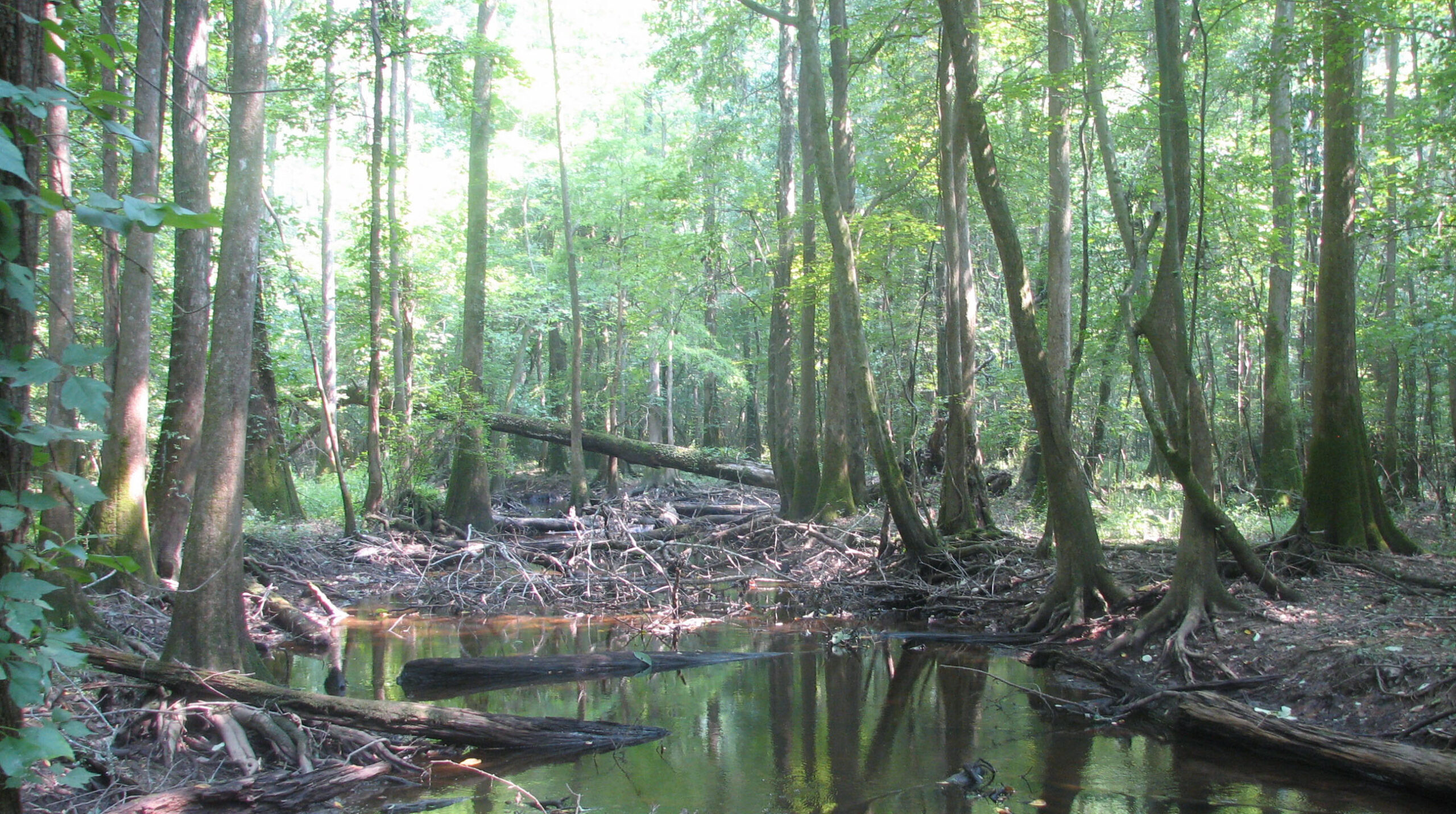 Bald-cypress-Tupelo Floodplain Forest Group. Congaree National Park, South Carolina, USA.