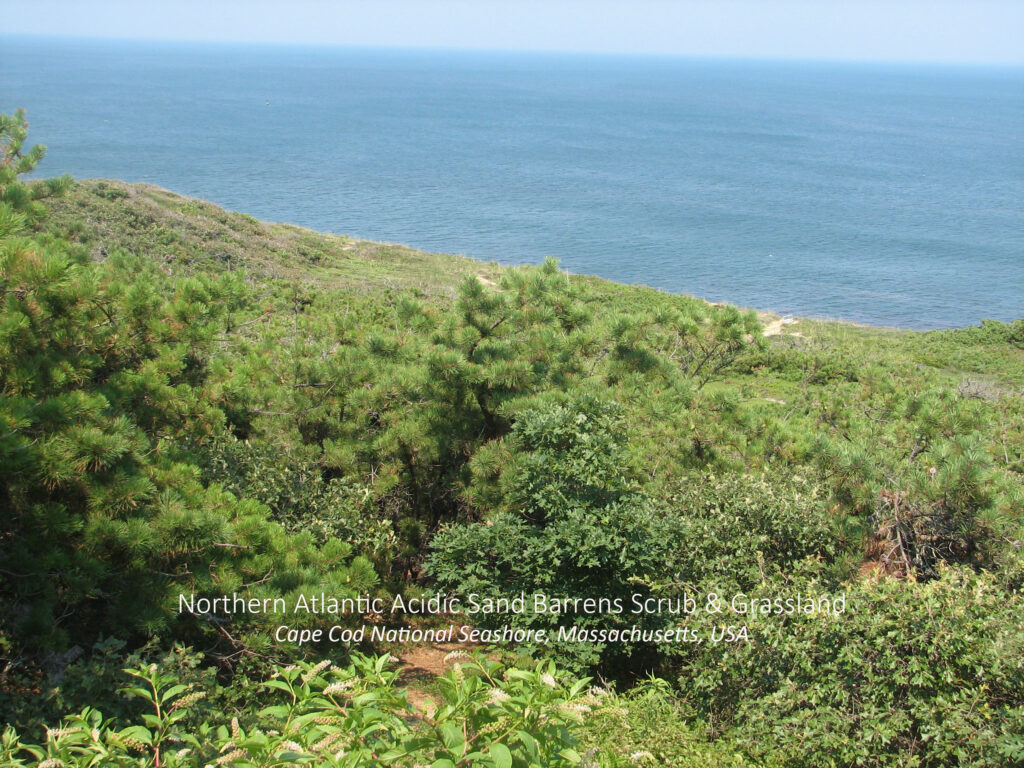 Northern Atlantic Acidic Sand Barrens Scrub and Grassland. Cape Cod National Seashore, Massachusetts, USA.