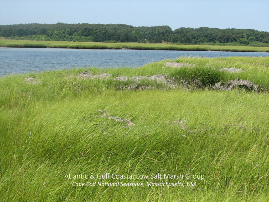 Atlantic and Gulf Coastal Low Marsh Group. Cape Cod National Seashore, Massachusetts, USA.