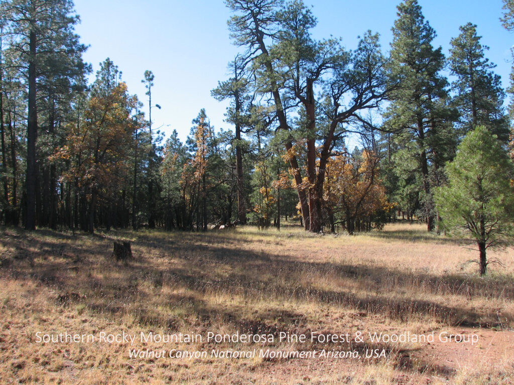 Southern Rocky Mountain Ponderosa Pine Forest and Woodland Group. Walnut Canyon National Monument, Arizona, USA.