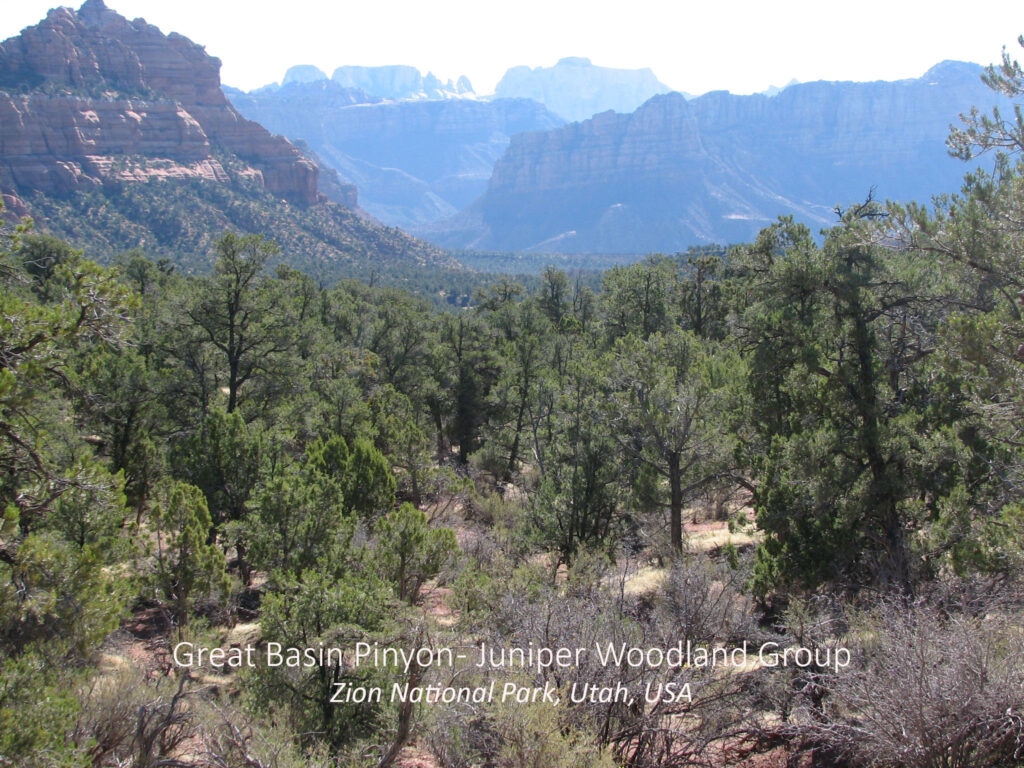 Great Basin Pinyon-Juniper Woodland Group. Zion National Park, Utah, USA.