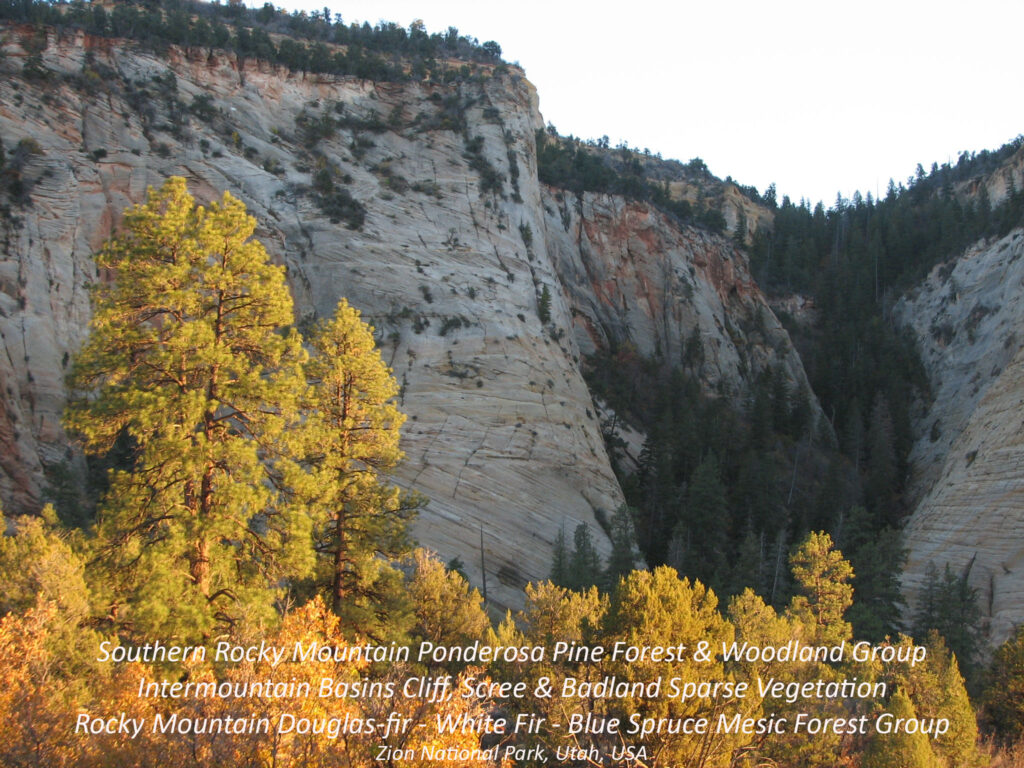 Southern Rocky Mountain Ponderosa Pine Forest and Woodland Group. Intermountain Basins Cliff, Scree, and Badland Sparse Vegetation. Rocky Mountain Douglas-fir- White-fir- Blue Spruce Mesic Forest Group. Zion National Park, Utah, USA.