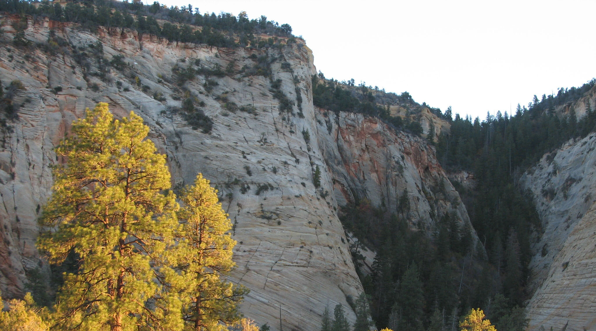 Southern Rocky Mountain Ponderosa Pine Forest and Woodland Group. Intermountain Basins Cliff, Scree, and Badland Sparse Vegetation. Rocky Mountain Douglas-fir- White-fir- Blue Spruce Mesic Forest Group. Zion National Park, Utah, USA.