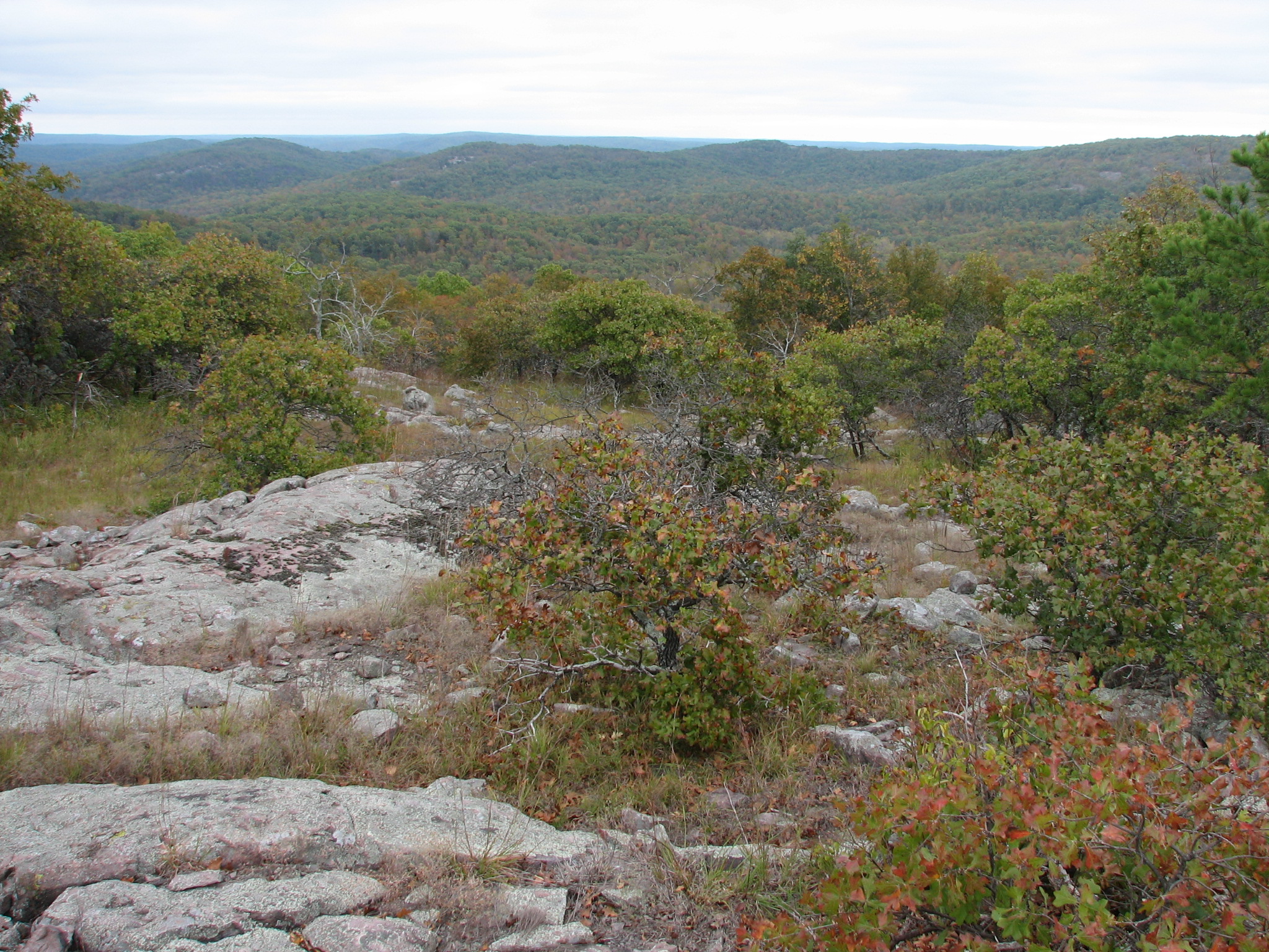 Landscape of schrubby vegetation on a hillside
