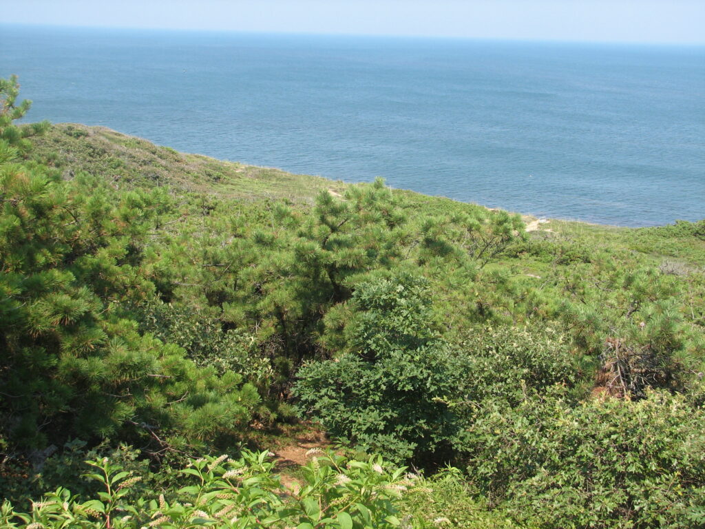 Coastal landscape with grassy and scrubby cliff