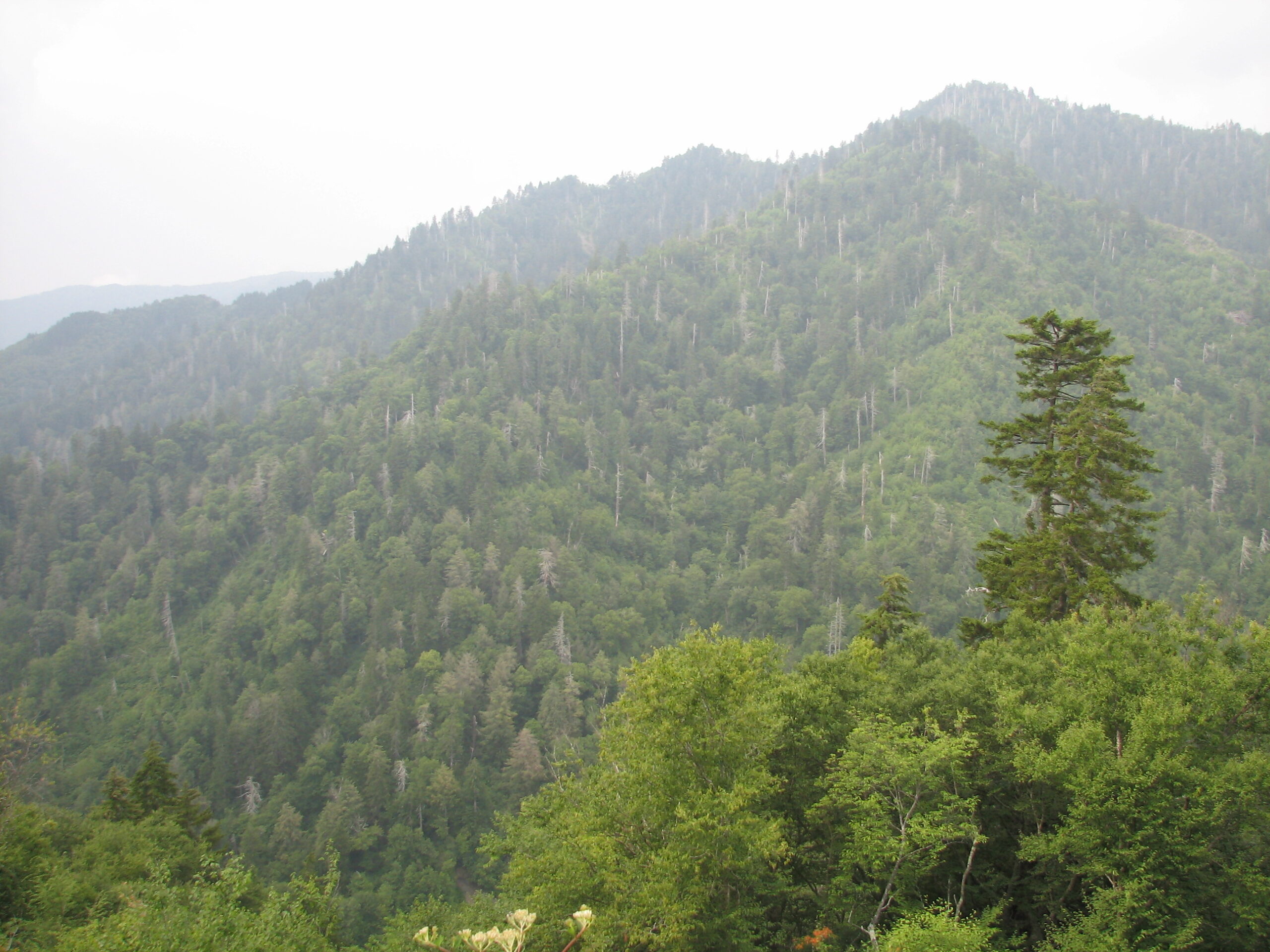 Mountain forest covered in trees