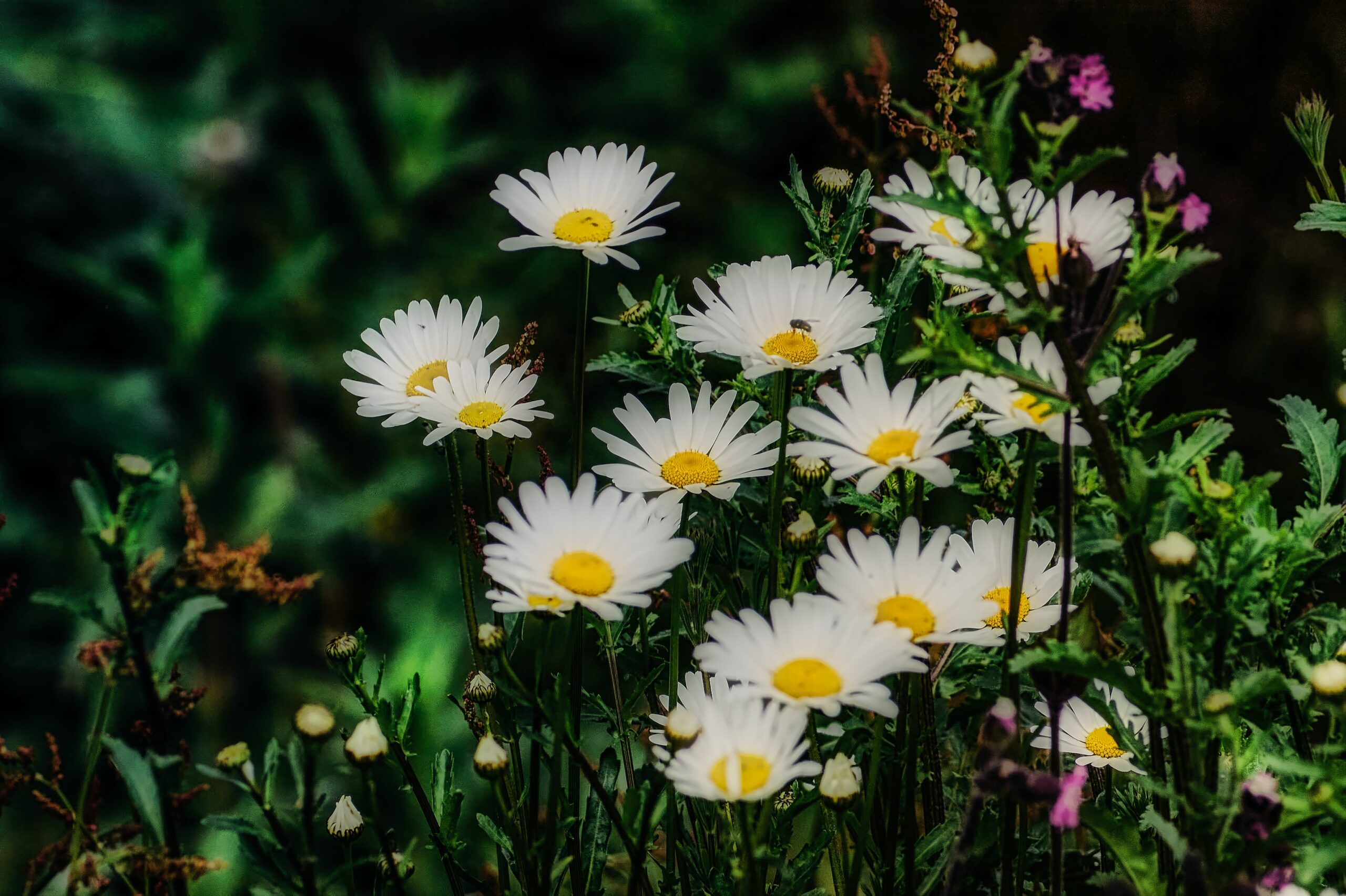 Group of white flowers with a bee landing on one.