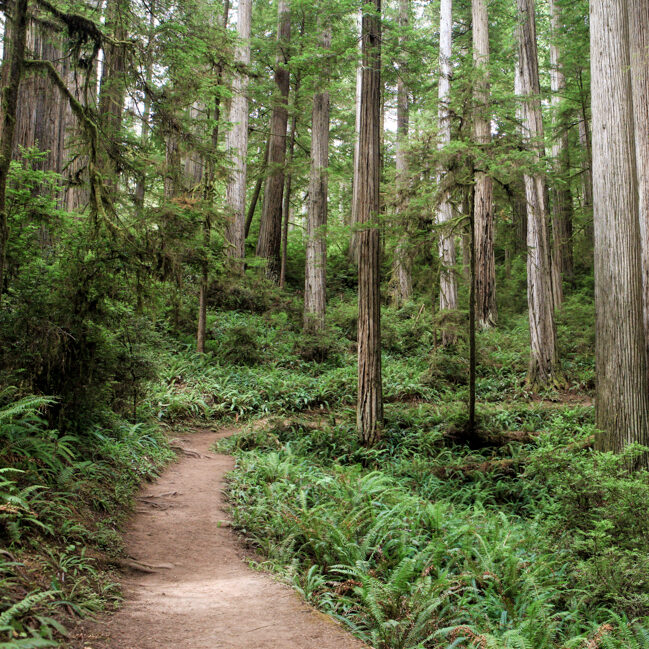 Trail going into mossy woods