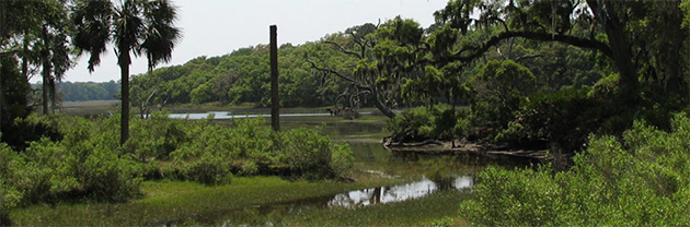 The head of a creek with palms and foliage.