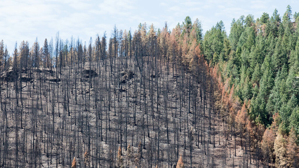 A mountain side. Half scorched from a wild fire. There is a fire line and on the other side the vegetation is untouched from the fire. A stark contrast.