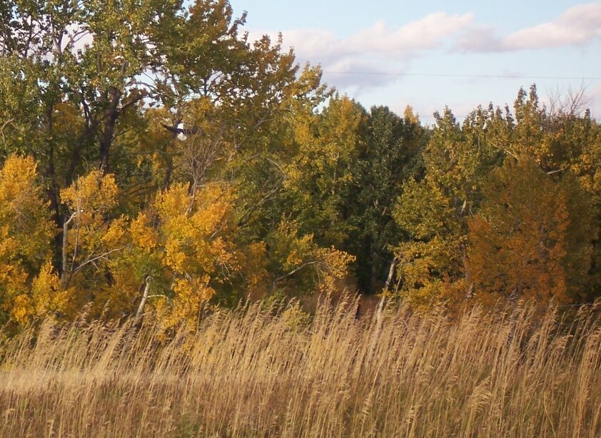 cottonwood and aspen
