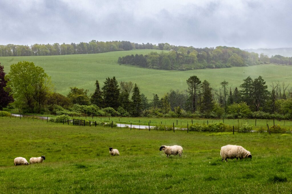 Sheep grazing