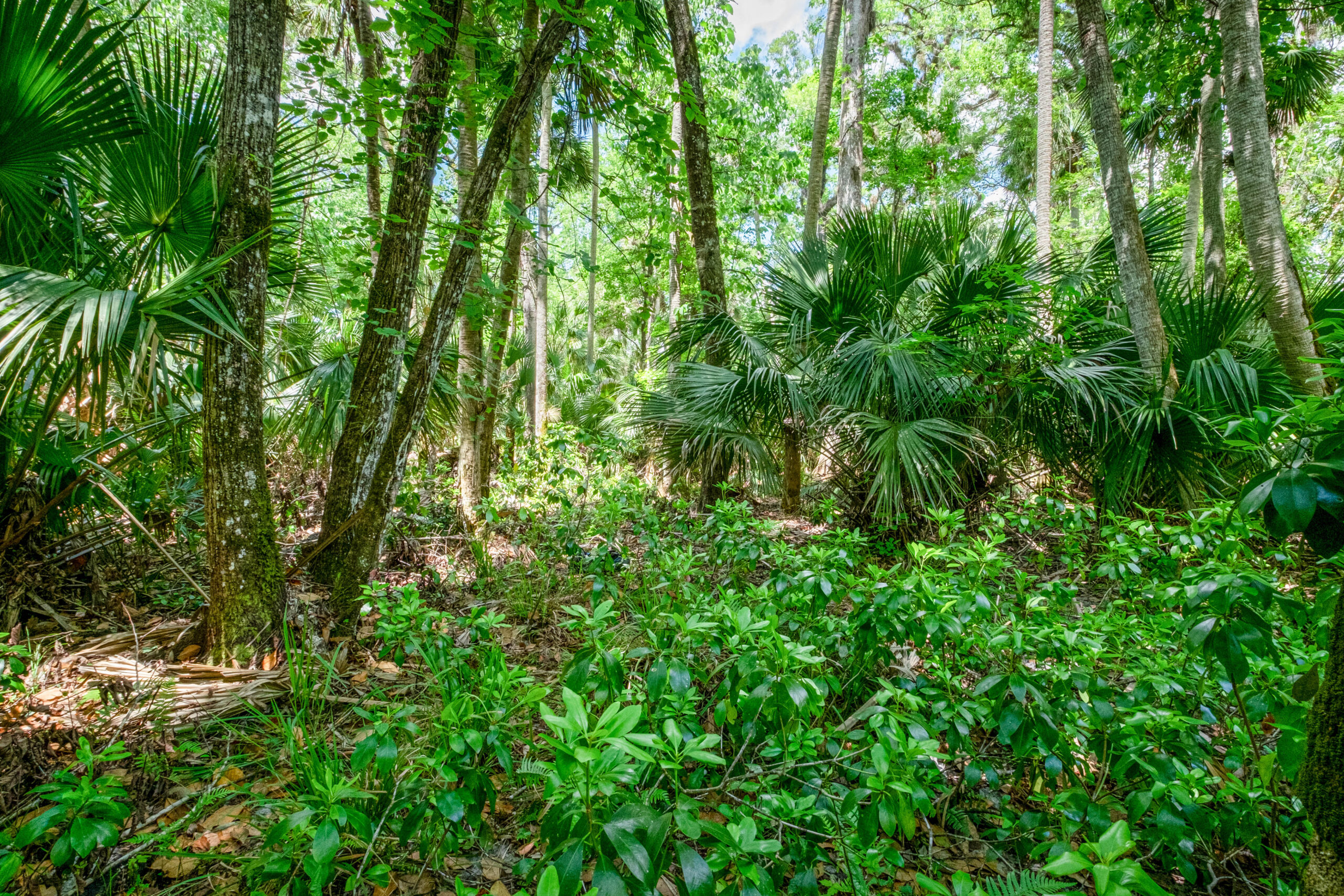 Florida woodland