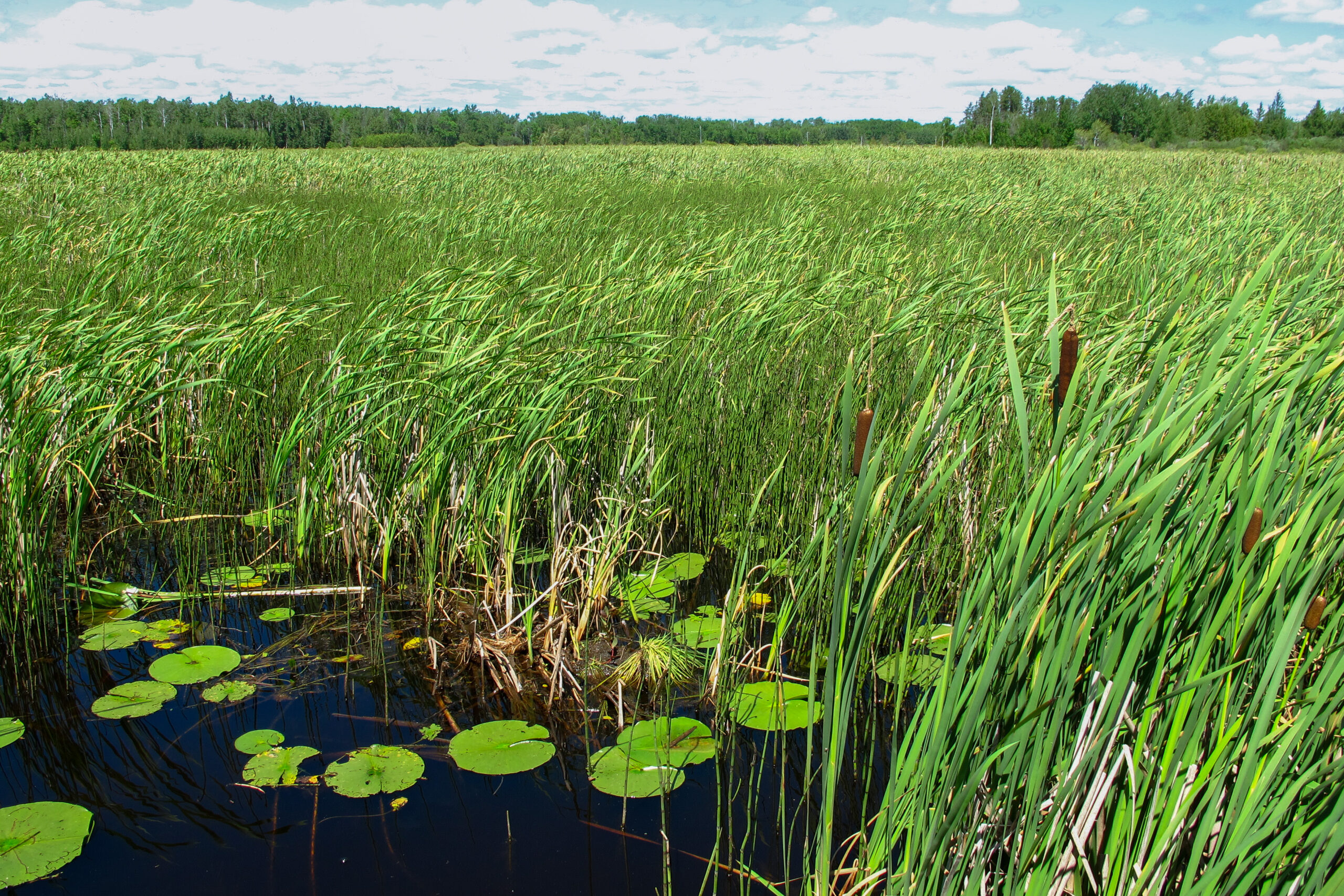 Minnesota wetland