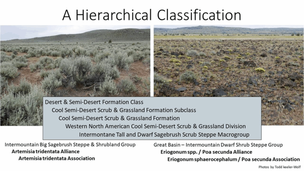 Hierchical classification