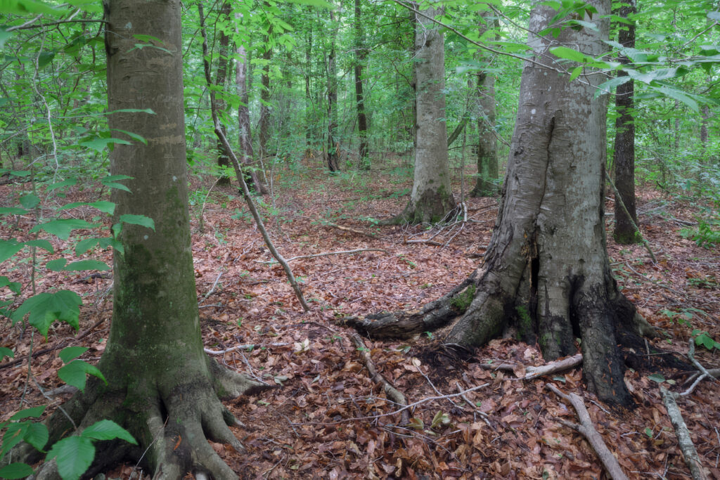 Virginia deciduous forest