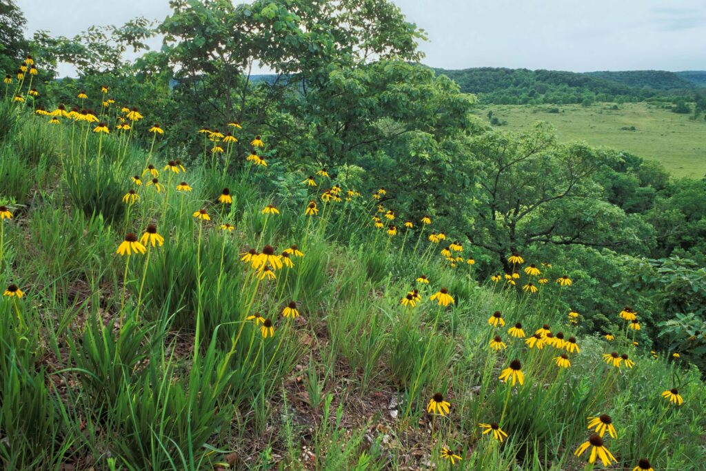 Missouri field with wildflowers