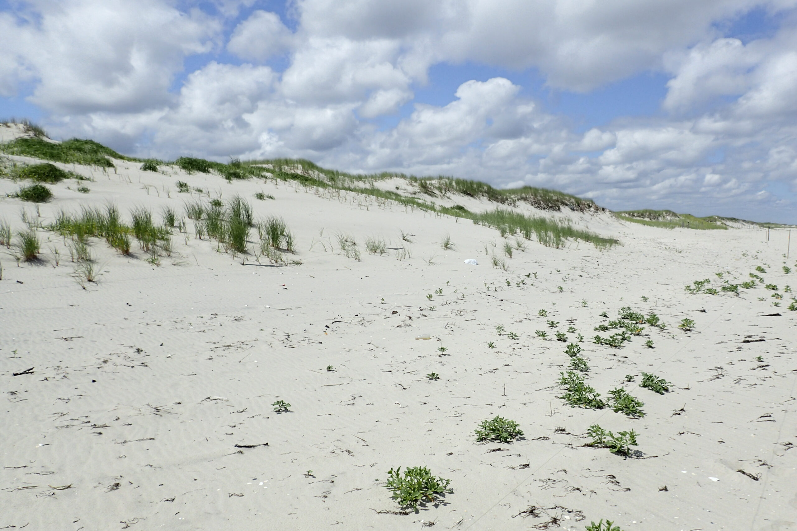 New Jersey sand dune