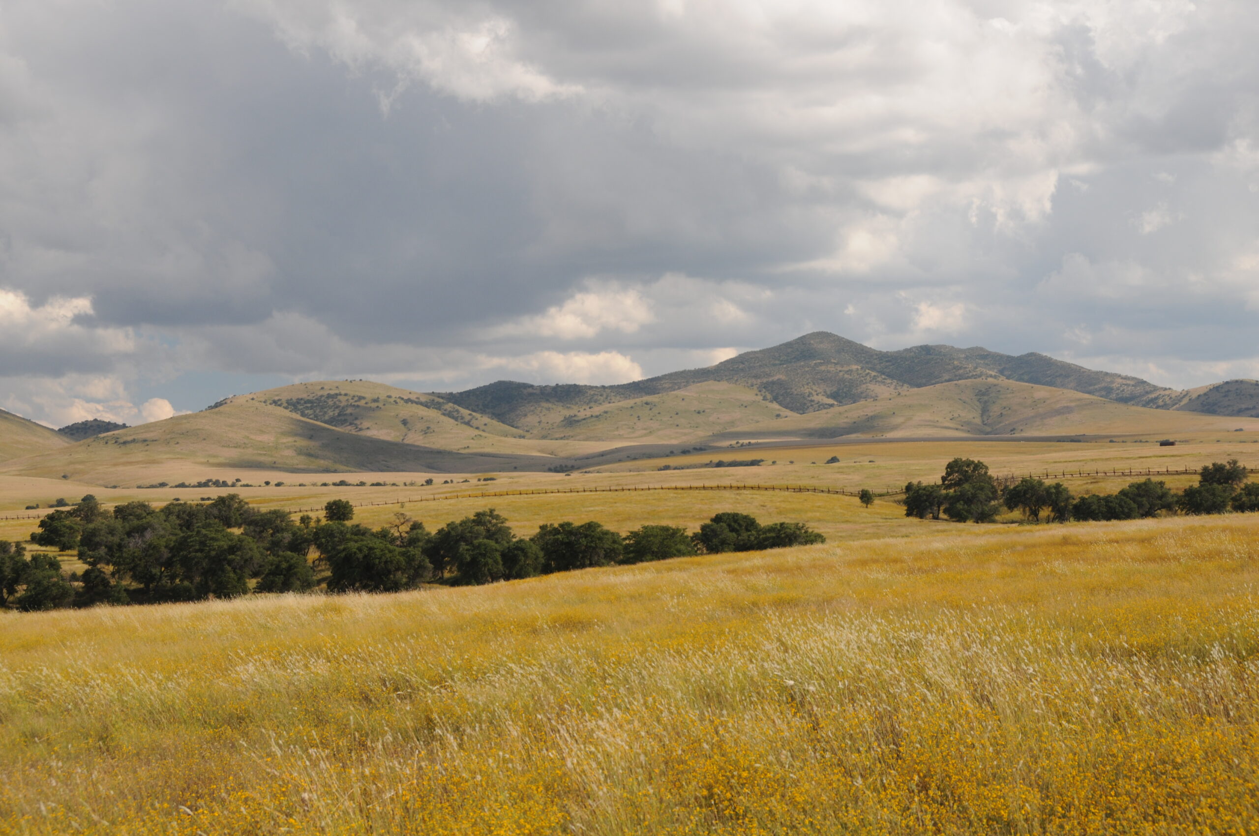 SE AZG Grassland