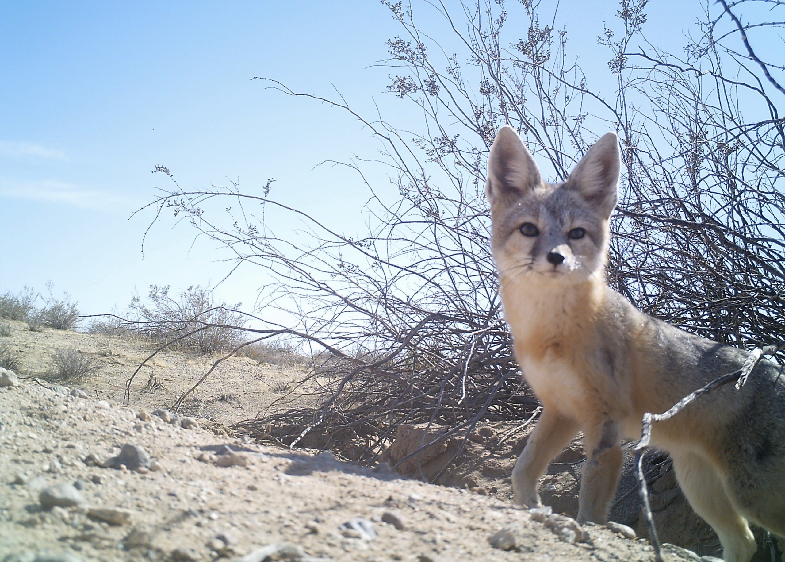 Picture of fox kit in desert